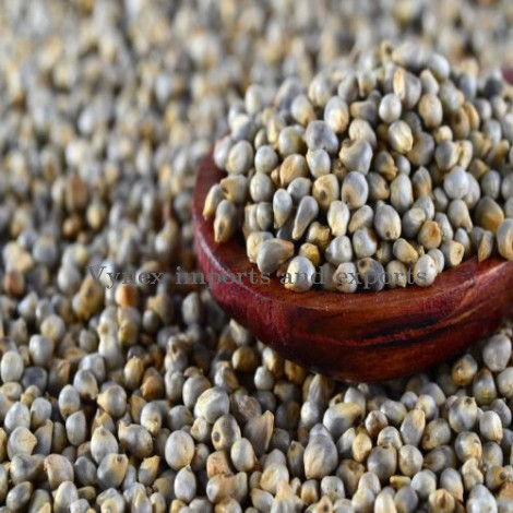 Pearl Millet Seeds